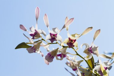 dendrobium orkide