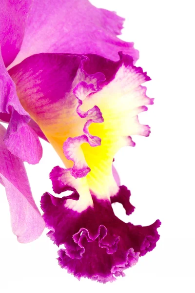 Orchidee — Stockfoto