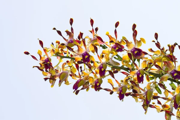 Orquídeas de dendrobio — Foto de Stock