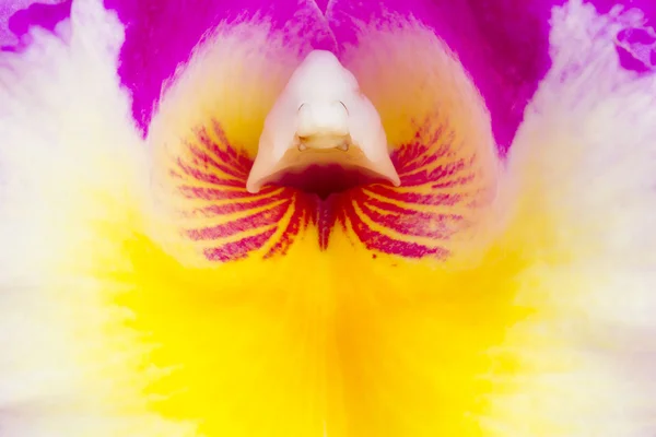 Polen de la orquídea de Cattleya . — Foto de Stock