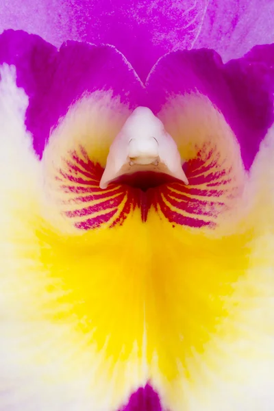 Pollen a Cattleya orchidea. — Stock Fotó