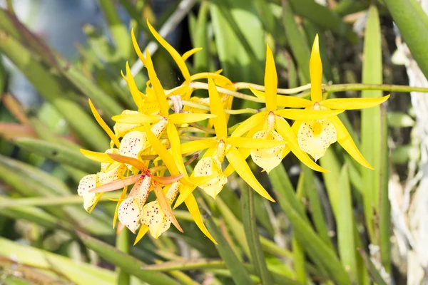 Cattleya Orchids — Stock Photo, Image