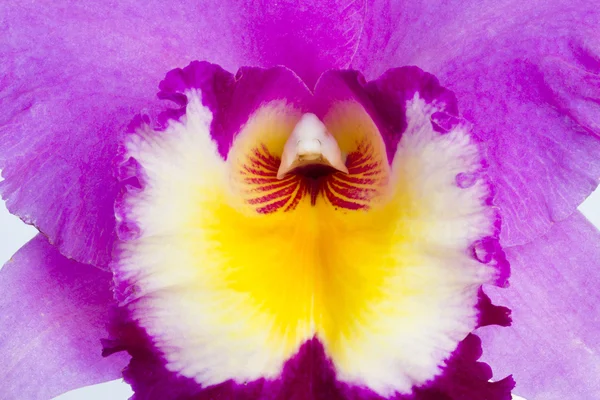 Pólen de orquídea Cattleya . — Fotografia de Stock