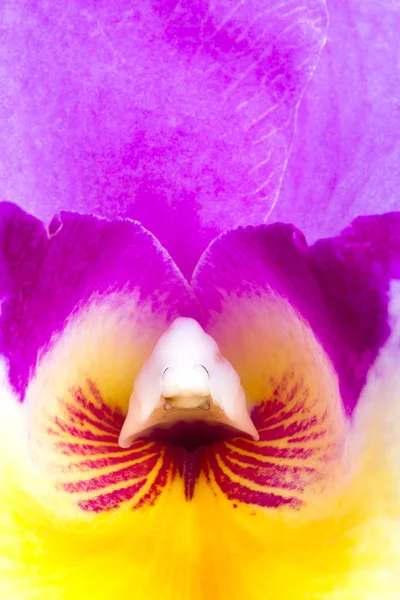 Polen de la orquídea de Cattleya . — Foto de Stock