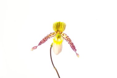 Paphiopedilum orkide