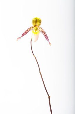 Paphiopedilum orkide