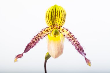Paphiopedilum orkide