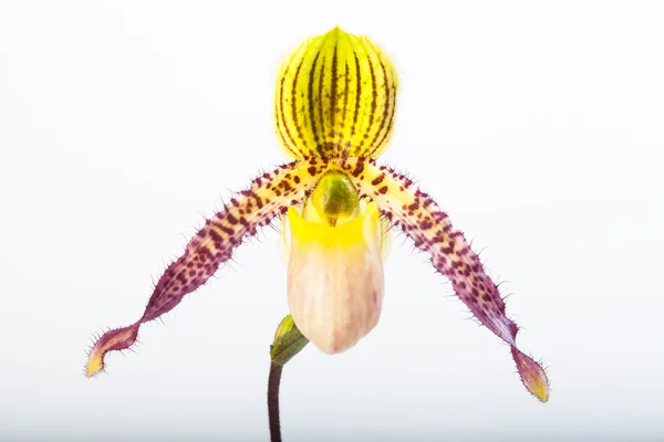 Орхидеи Paphiopedilum — стоковое фото