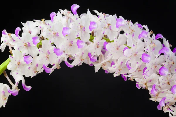 Orchideen auf schwarz — Stockfoto