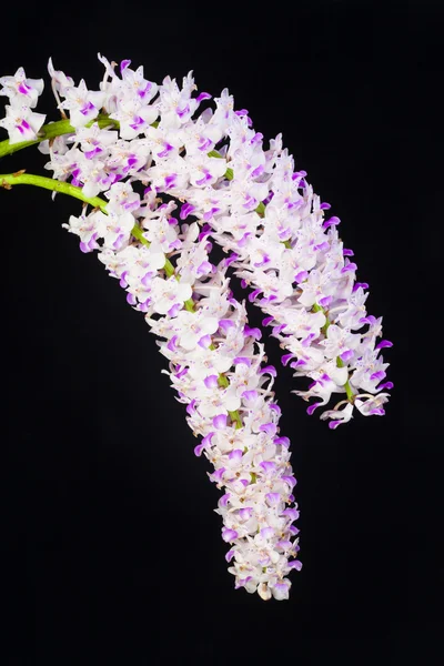 Orchideen auf schwarz — Stockfoto