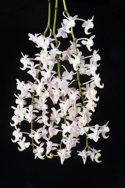 Орхидеи на черном — стоковое фото