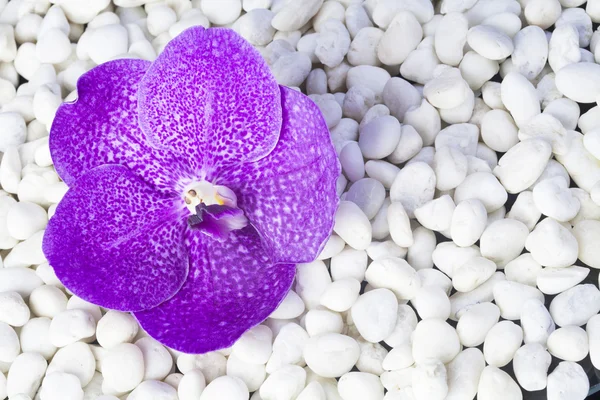 Steine und Orchideen — Stockfoto