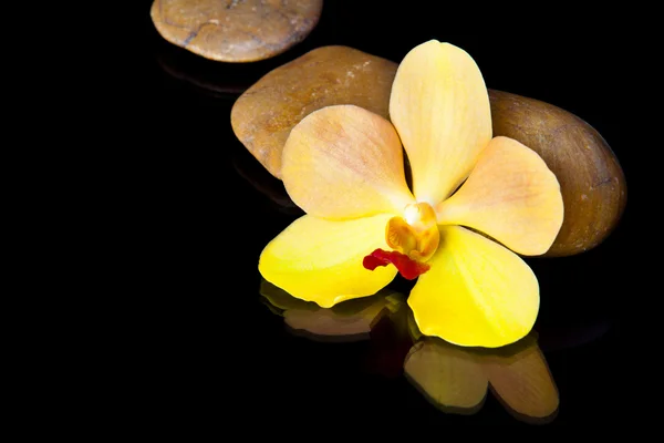 Steine und Orchideen — Stockfoto
