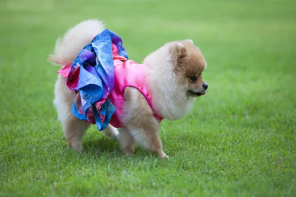 Pomeranian dog on the lawn.