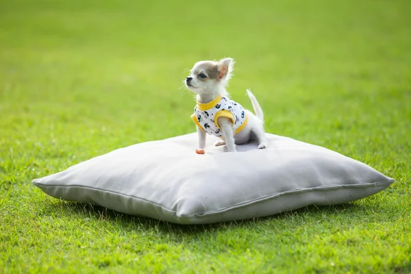 Beyaz ve kahverengi renk Chivava köpek var.