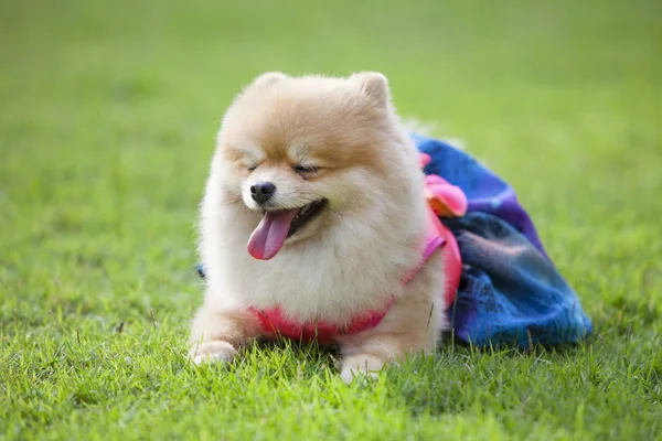 Pomeranian dog on the lawn — Stock Photo, Image