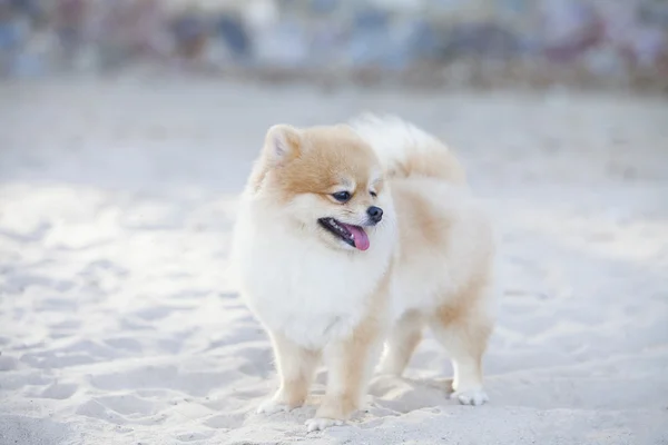 Perro pomerano en las arenas blancas — Foto de Stock