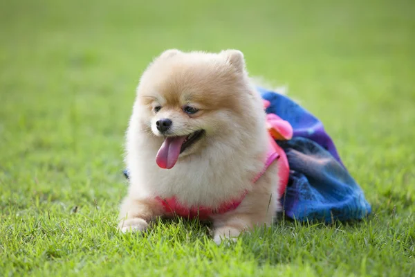 Pomeranian dog on the lawn — Stock Photo, Image