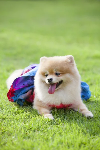 Pomeranian dog on the lawn — Stock Photo, Image