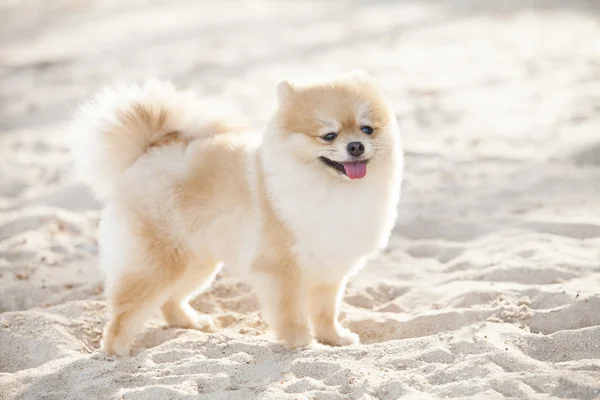 Perro pomerano en las arenas blancas — Foto de Stock