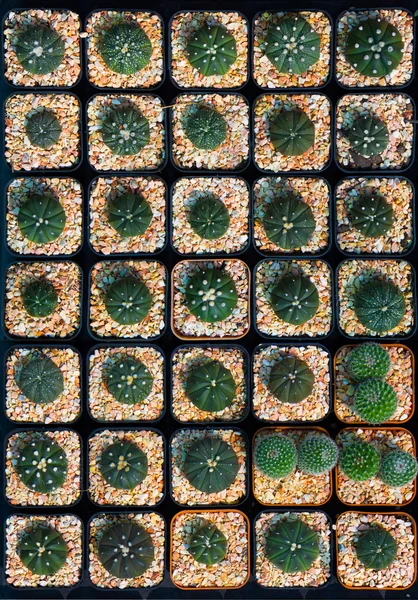 Albero di cactus carino . — Foto Stock