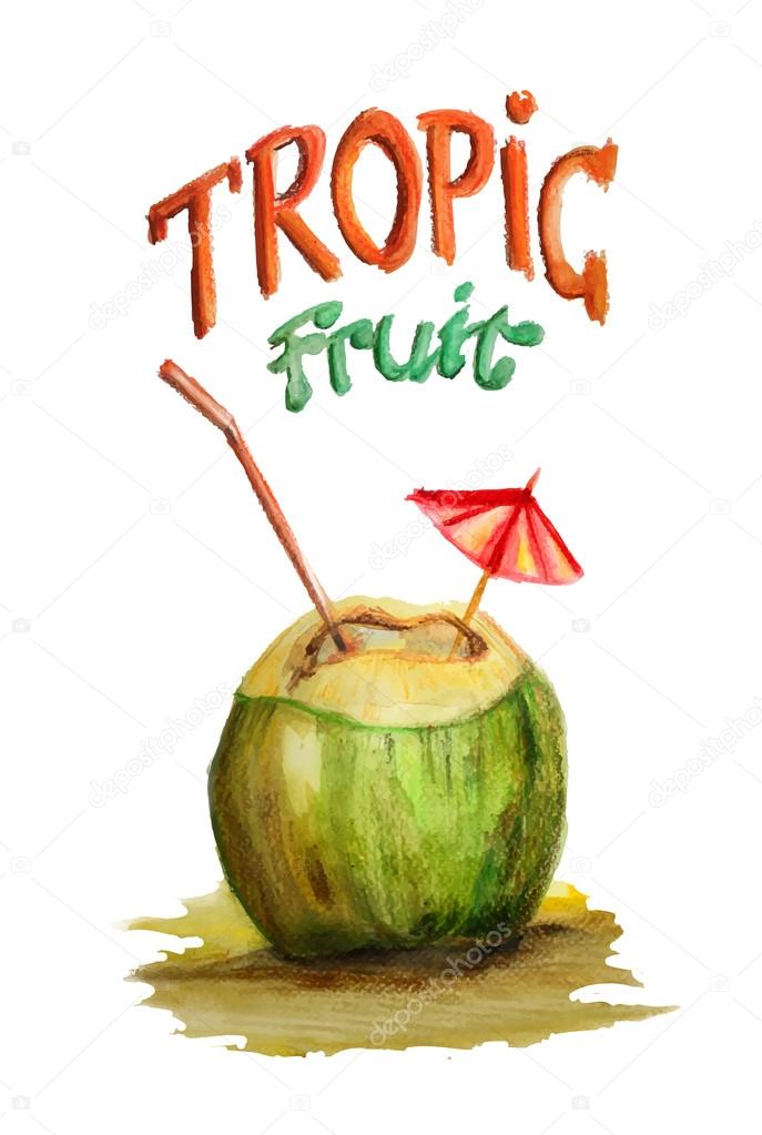 Coconut on a white background. Watercolor vector, tropical fruit