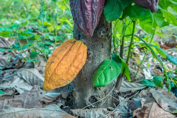 아메리카 속에서의 유기농 카카오 — 스톡 사진