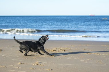 köpek sahilde bir topu yakalamak hazır Başlarken