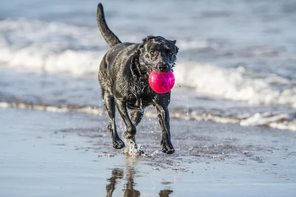 Dog running in sea carrying ball, with copy space — Stock Photo, Image