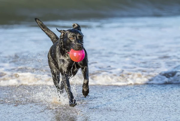 Dog running in sea carrying ball — Stock Photo, Image
