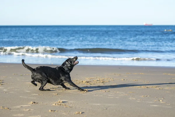 Собака готовится поймать мяч на пляже — стоковое фото