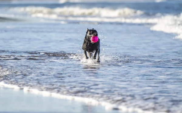 Dog running in sea carrying ball — Stock Photo, Image