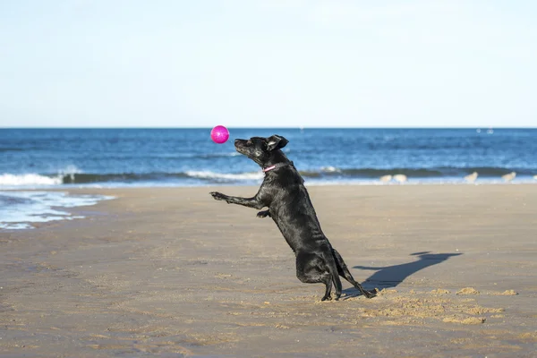 Собака прыгает в воздухе, чтобы поймать мяч — стоковое фото