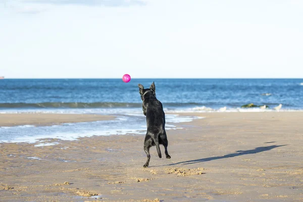 Cão pulando no ar para pegar uma bola na praia — Fotografia de Stock