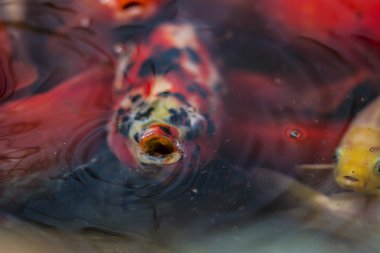 Komik görünümlü balık gölet yüzeyde