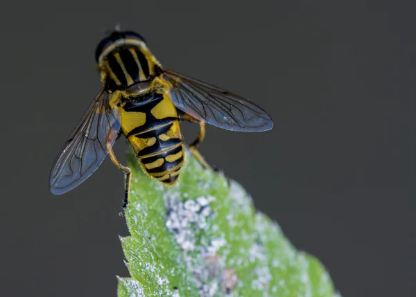 Bir Wasp atış kapatmak — Stok fotoğraf