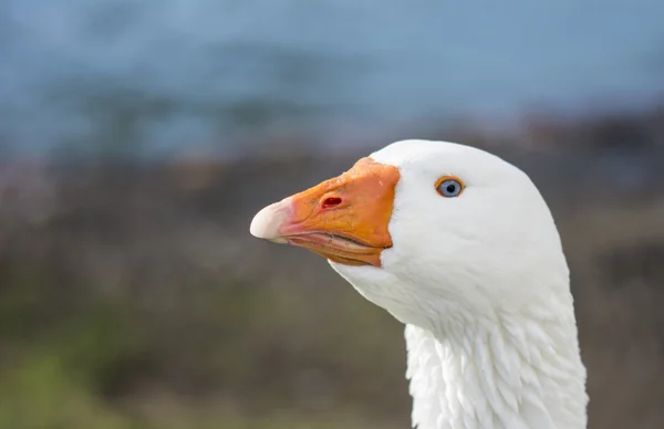 Gyönyörű fehér kacsa, nyújtás a nyak — Stock Fotó