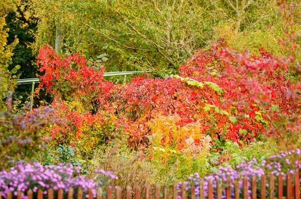 Colores otoñales en el jardín — Foto de Stock