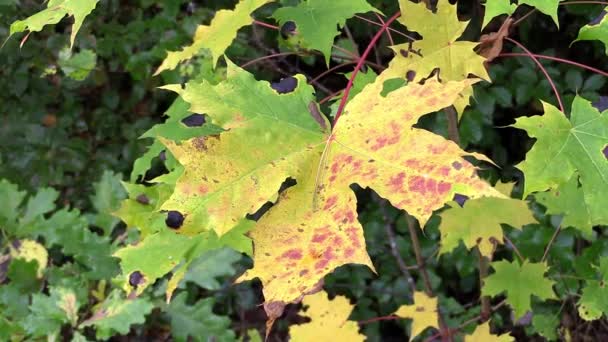 Hoja de arce de otoño — Vídeos de Stock