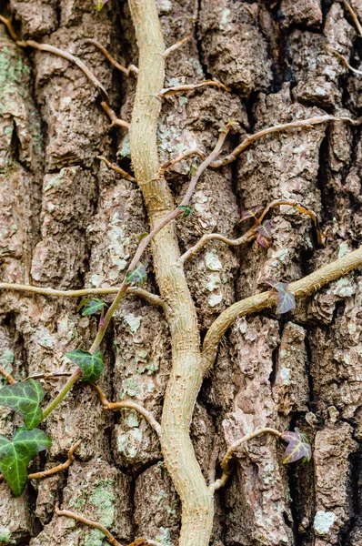 Ivy on tree — Stock Photo, Image