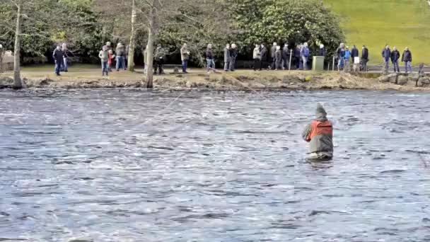 Pesca com mosca — Vídeo de Stock