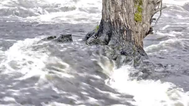 Rapids on tree root — Stock Video