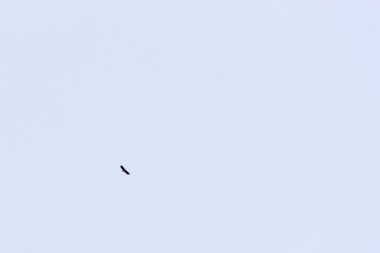 Ak kuyruklu kartal (Haliaeetus albicilla)