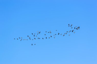 Barnacle Goose (Branta lökossis)