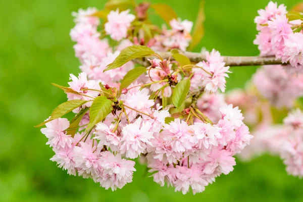 Růžové třešňové květy Stock Obrázky
