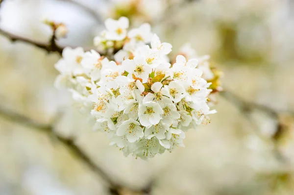 Weiße Kirschblüten lizenzfreie Stockfotos