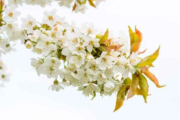 Weiße Kirschblüten Stockbild