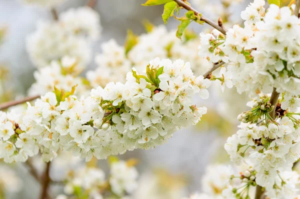 Weiße Kirschblüten Stockfoto