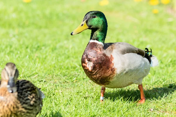 Mallard — Stock Photo, Image