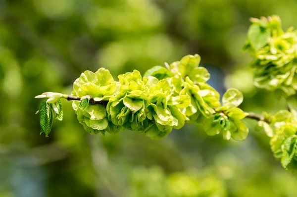 Olmo di Wych o olmo scozzese (Ulmus glabra ) — Foto Stock